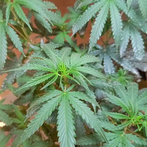 Blueberry growlog photo: Em menos de 3 dias as plantas pediram rega desde a última vez. Mais cedo que o de costume. Após a rega a mesma mostrou melhoras significativa. Foi feito a rega com 1.5 LT de água filtrada 