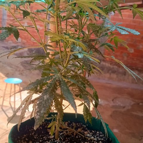 Blueberry growlog photo: Em menos de 3 dias as plantas pediram rega desde a última vez. Mais cedo que o de costume. Após a rega a mesma mostrou melhoras significativa. Foi feito a rega com 1.5 LT de água filtrada 