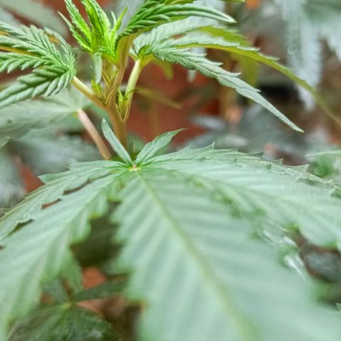 Blueberry growlog photo: Em menos de 3 dias as plantas pediram rega desde a última vez. Mais cedo que o de costume. Após a rega a mesma mostrou melhoras significativa. Foi feito a rega com 1.5 LT de água filtrada 