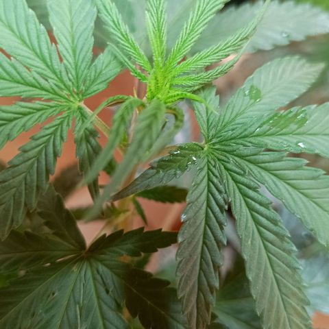 Blueberry growlog photo: Em menos de 3 dias as plantas pediram rega desde a última vez. Mais cedo que o de costume. Após a rega a mesma mostrou melhoras significativa. Foi feito a rega com 1.5 LT de água filtrada 