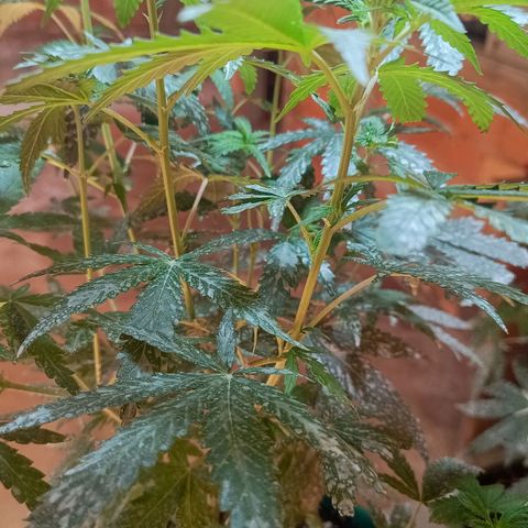 Blueberry growlog photo: Em menos de 3 dias as plantas pediram rega desde a última vez. Mais cedo que o de costume. Após a rega a mesma mostrou melhoras significativa. Foi feito a rega com 1.5 LT de água filtrada 