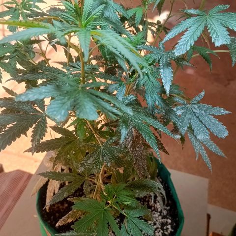 Blueberry growlog photo: Em menos de 3 dias as plantas pediram rega desde a última vez. Mais cedo que o de costume. Após a rega a mesma mostrou melhoras significativa. Foi feito a rega com 1.5 LT de água filtrada 
