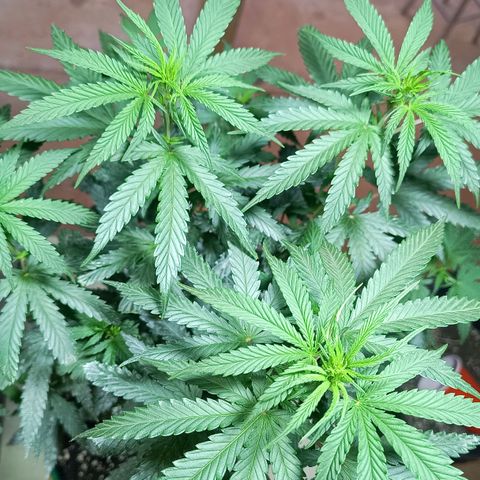 Blueberry growlog photo: Foi feito a rega com 1 LT de água. A mesma já apresentou o desenvolvimento dos pestilos em seus top 