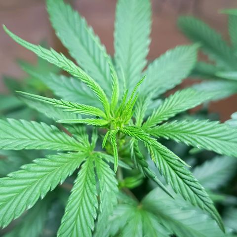 Blueberry growlog photo: Foi feito a rega com 1 LT de água. A mesma já apresentou o desenvolvimento dos pestilos em seus top 