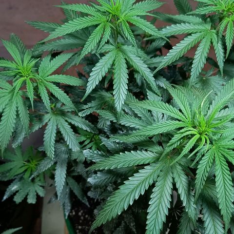 Blueberry growlog photo: Foi feito a rega com 1 LT de água. A mesma já apresentou o desenvolvimento dos pestilos em seus top 