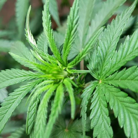 Blueberry growlog photo: Foi feito a rega com 1 LT de água. A mesma já apresentou o desenvolvimento dos pestilos em seus top 