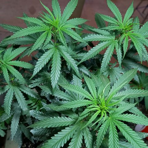 Blueberry growlog photo: Foi feito a rega com 1 LT de água. A mesma já apresentou o desenvolvimento dos pestilos em seus top 