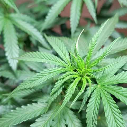 Blueberry growlog photo: Foi feito a rega com 1 LT de água. A mesma já apresentou o desenvolvimento dos pestilos em seus top 