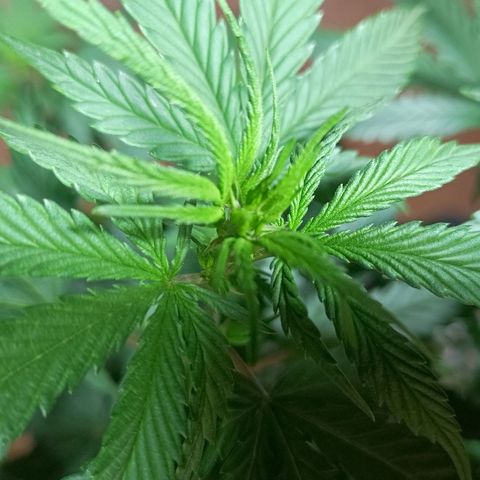 Blueberry growlog photo: Foi feito a rega com 1 LT de água. A mesma já apresentou o desenvolvimento dos pestilos em seus top 