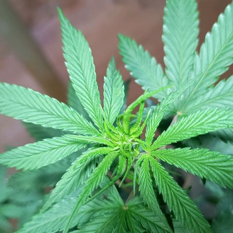 Blueberry growlog photo: Foi feito a rega com 1 LT de água. A mesma já apresentou o desenvolvimento dos pestilos em seus top 