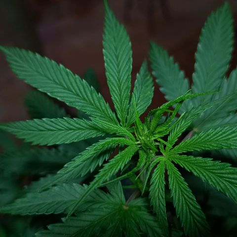 Blueberry growlog photo: Foi feito a rega com 1 LT de água. A mesma já apresentou o desenvolvimento dos pestilos em seus top 