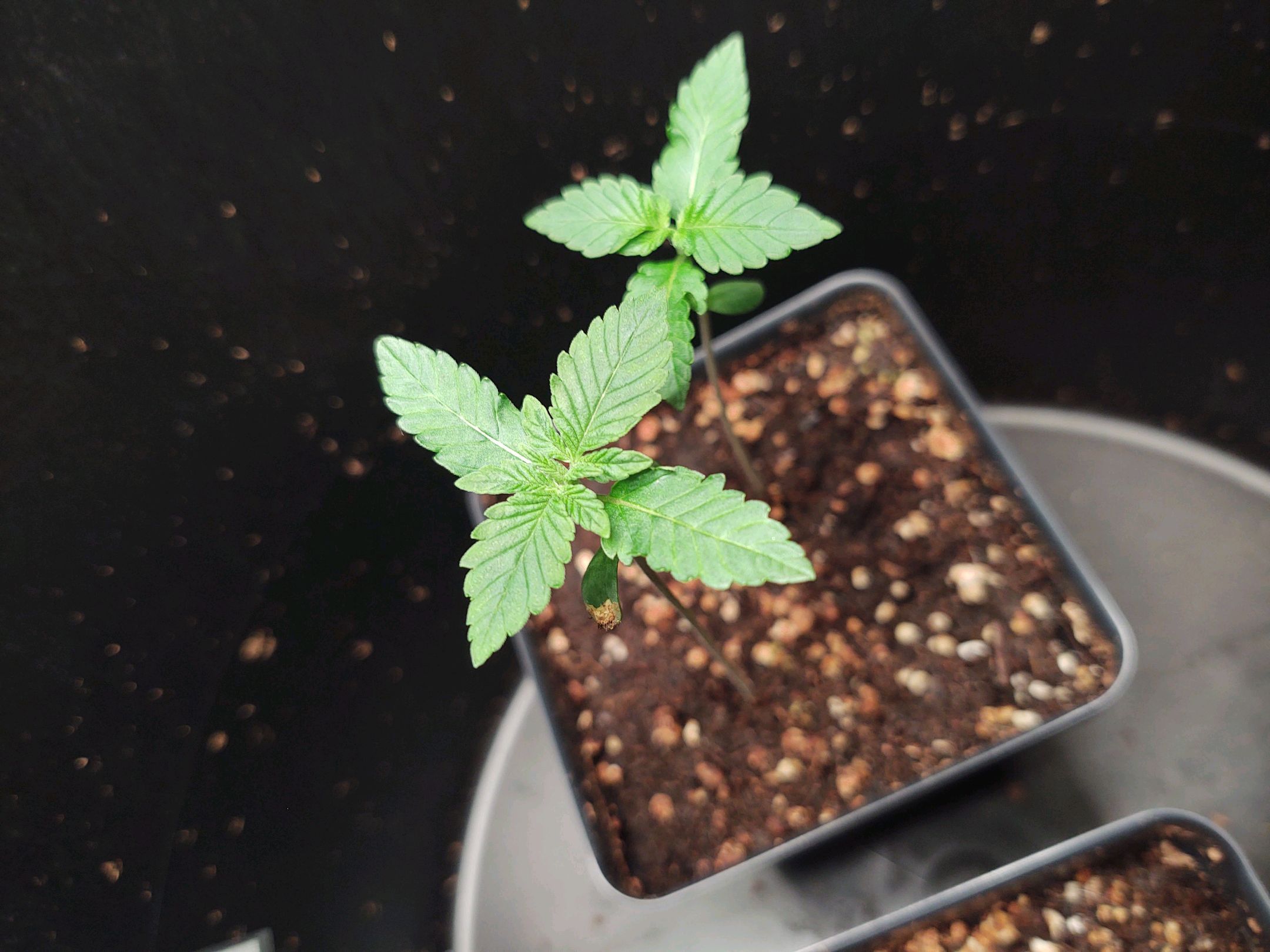 CBD Space Force growlog header
