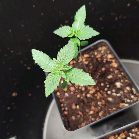 CBD Space Force growlog photo