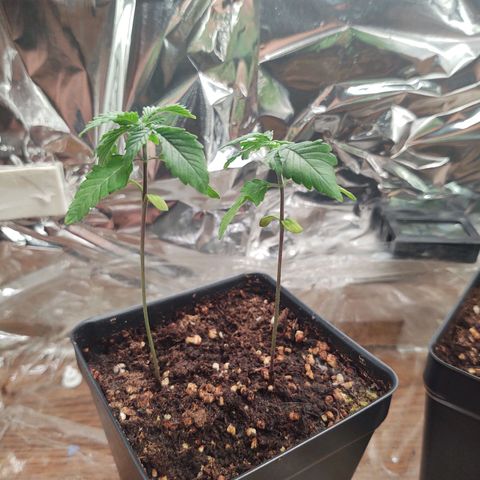 CBD Space Force growlog photo