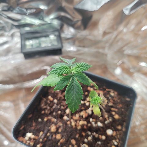 CBD Space Force growlog photo