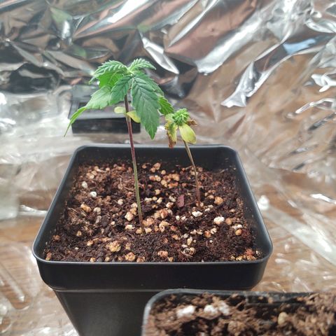 CBD Space Force growlog photo