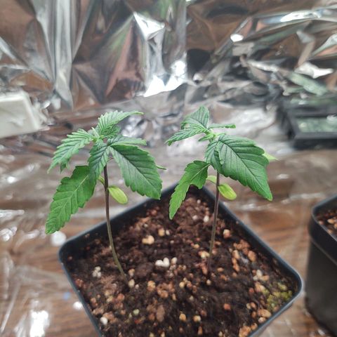 CBD Space Force growlog photo