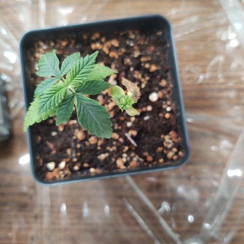 CBD Space Force growlog photo: They look a little happier today. Bottom leaves are still turning light green. Stunted plant, still doing her best.