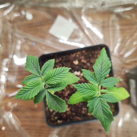 CBD Space Force growlog photo: They look a little happier today. Bottom leaves are still turning light green. Stunted plant, still doing her best.