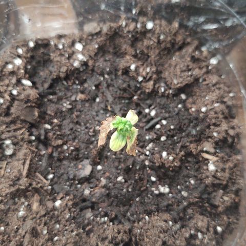 CBD Space Force growlog photo: Stunted girl