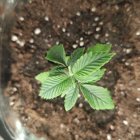 CBD Space Force growlog timeline photo