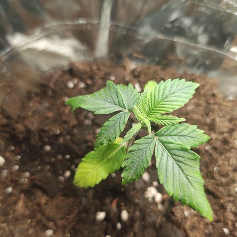 CBD Space Force growlog timeline photo