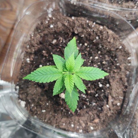 CBD Space Force growlog timeline photo
