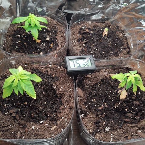 CBD Space Force growlog timeline photo