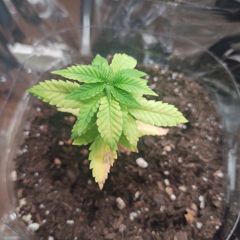 CBD Space Force growlog photo: What am I doing wrong?