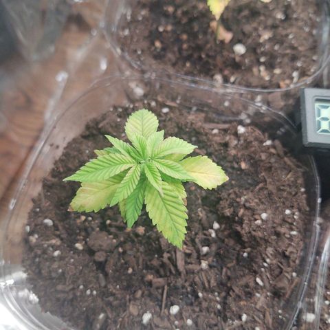 CBD Space Force growlog photo: What am I doing wrong?