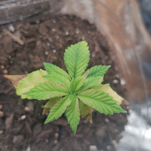 CBD Space Force growlog photo: What am I doing wrong?