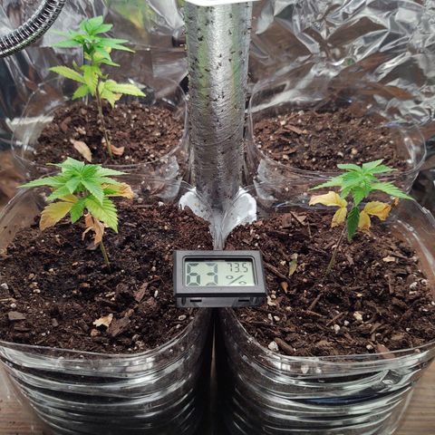 CBD Space Force growlog timeline photo