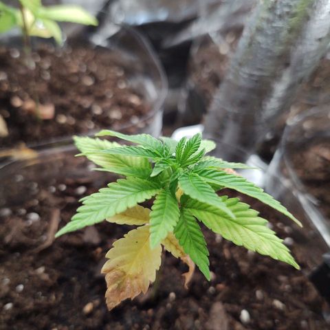 CBD Space Force growlog timeline photo