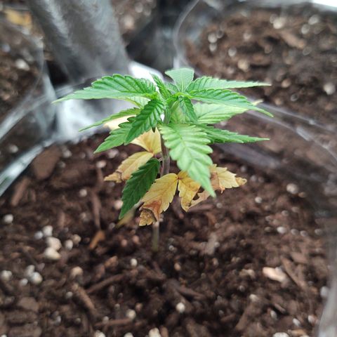 CBD Space Force growlog timeline photo