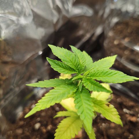 CBD Space Force growlog timeline photo