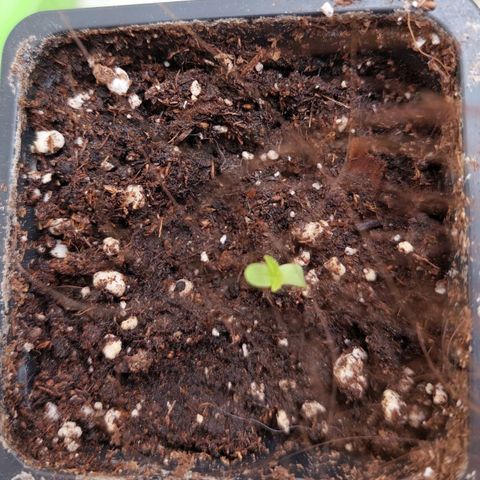 Bruce Banner Auto growlog timeline photo