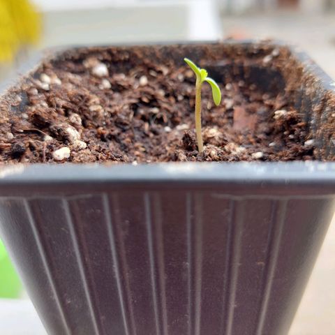 Bruce Banner Auto growlog timeline photo