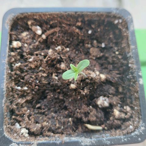 Bruce Banner Auto growlog timeline photo
