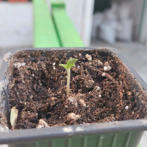 Bruce Banner Auto growlog timeline photo