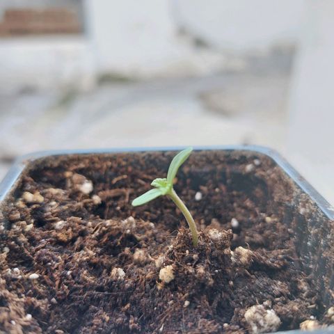 Bruce Banner Auto growlog timeline photo
