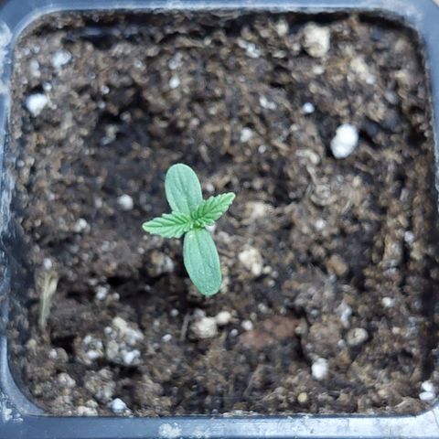 Bruce Banner Auto growlog timeline photo