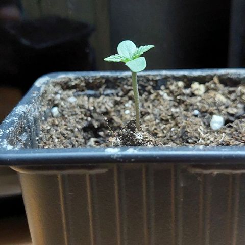 Bruce Banner Auto growlog timeline photo