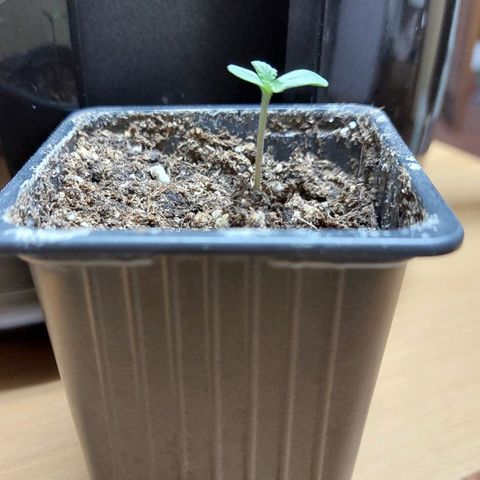 Bruce Banner Auto growlog timeline photo