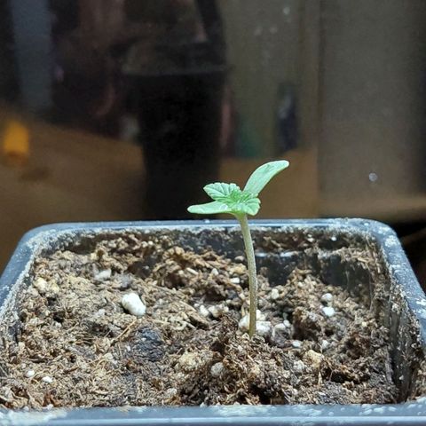 Bruce Banner Auto growlog timeline photo