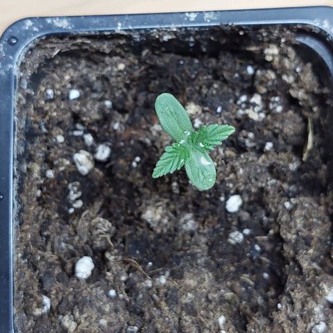 Bruce Banner Auto growlog timeline photo