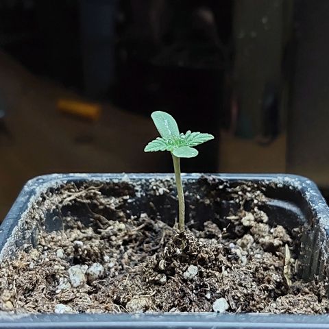 Bruce Banner Auto growlog timeline photo