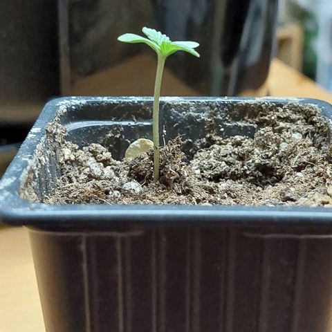 Bruce Banner Auto growlog timeline photo