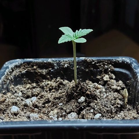 Bruce Banner Auto growlog timeline photo