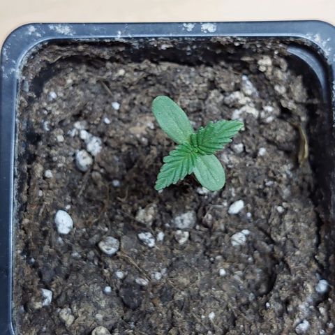 Bruce Banner Auto growlog timeline photo