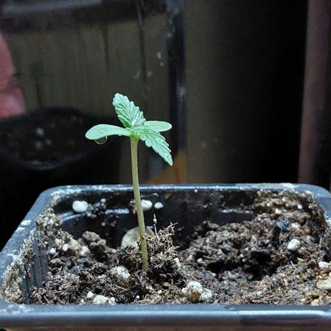 Bruce Banner Auto growlog timeline photo